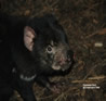 Tasman devil Conservation Park